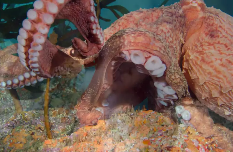 Whatever You Do, Don’t Take A Picture Of This Octopus