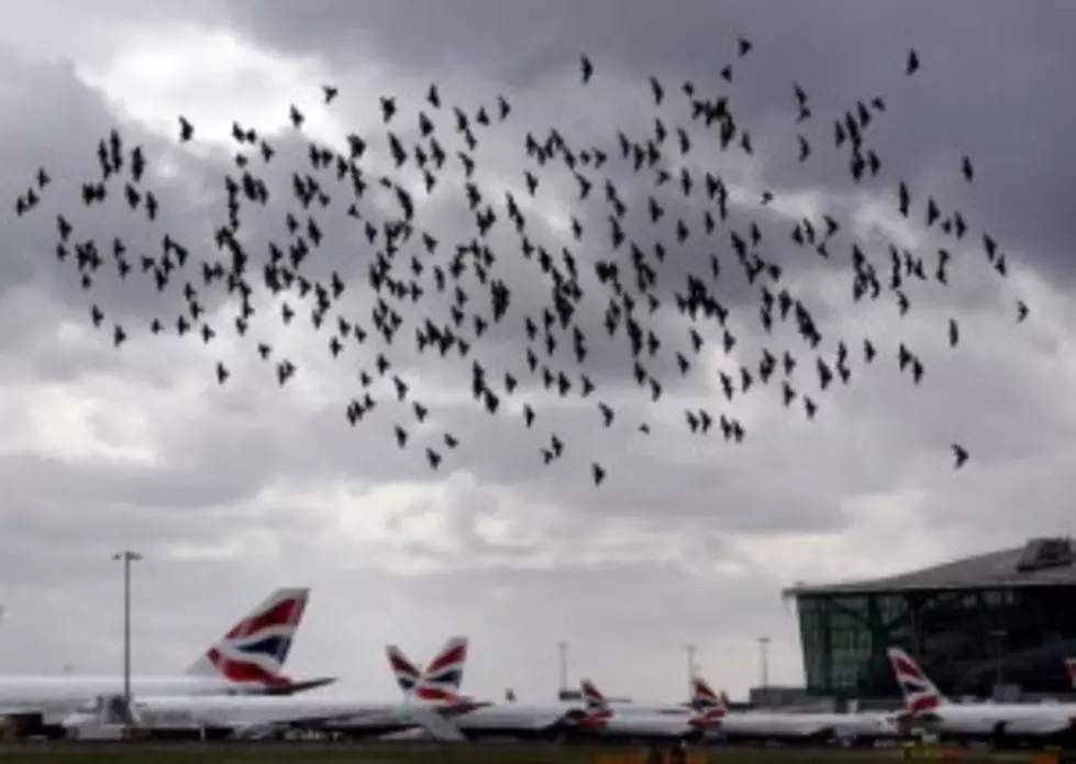 Check Out What Happens When a Bird Hits a Small Plane at 170 MPH [VIDEO]
