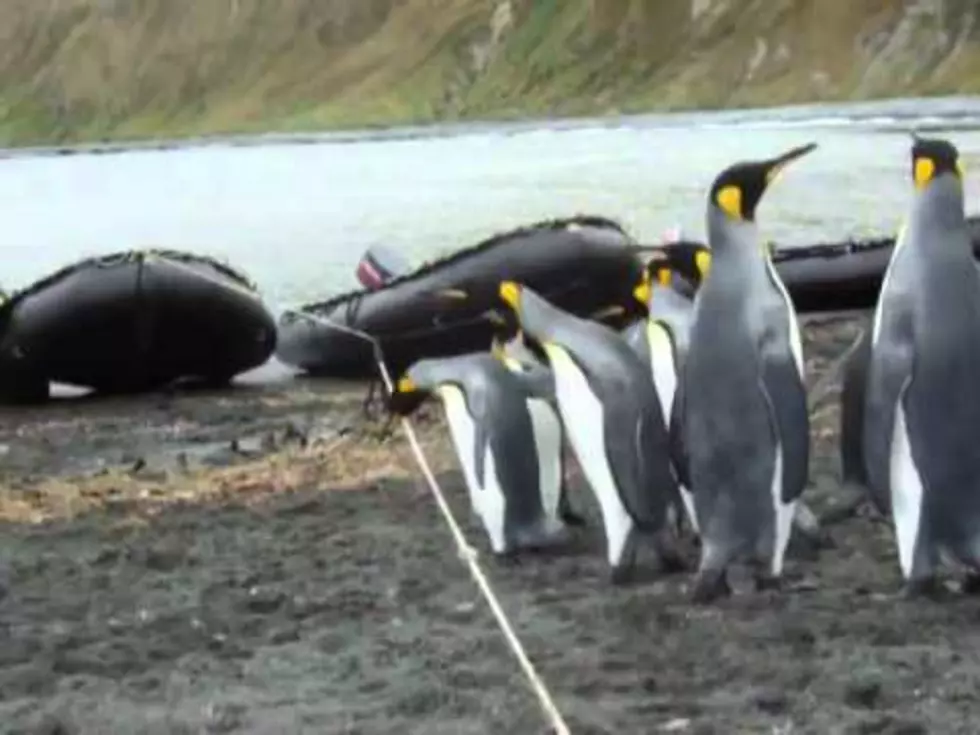 Penguins Are The Best Even When They’re Clumsy
