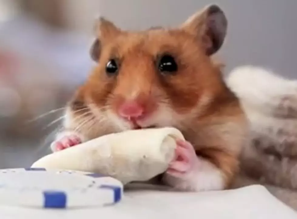 A Tiny Hamster Eats A Tiny Burrito