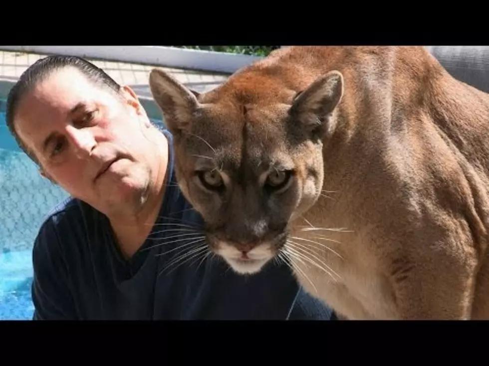 Who Doesn’t Want A Pet Cougar?