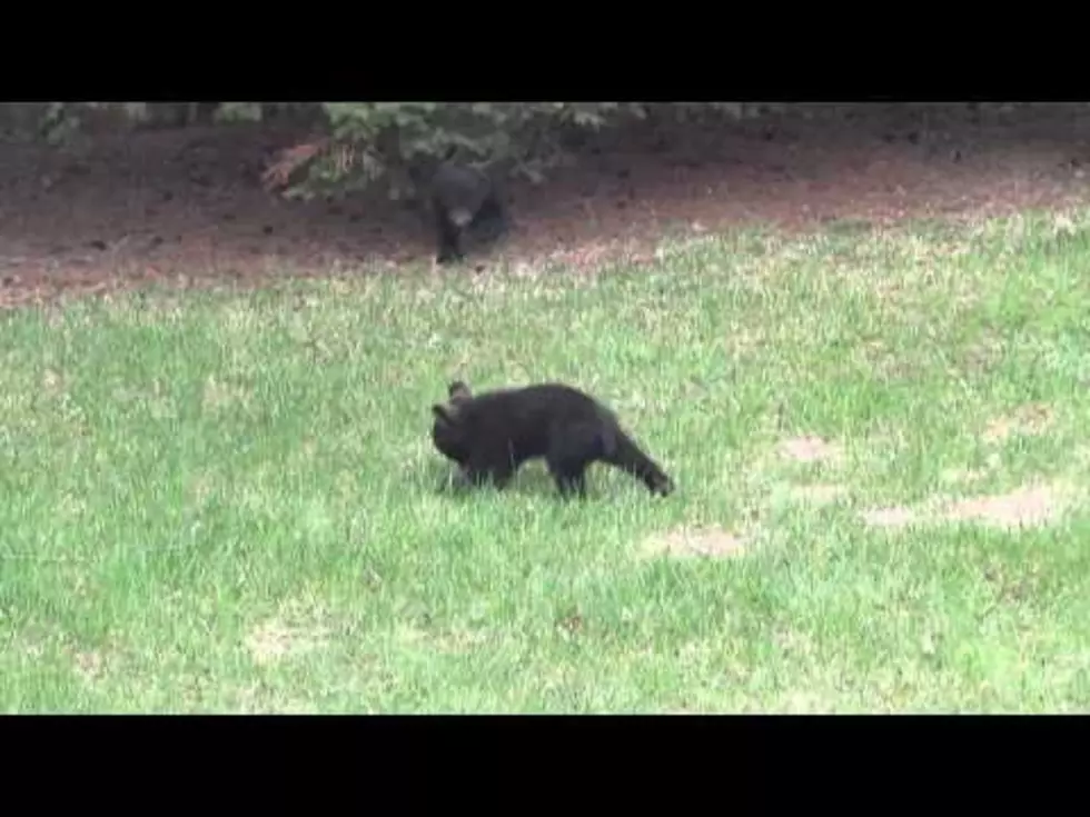 Sit Back, Relax, and Watch These Bear Cubs Wrestle