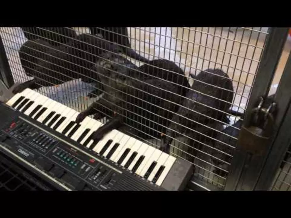 Otters Playing Keyboard?  Yup, Otters Playing Keyboard