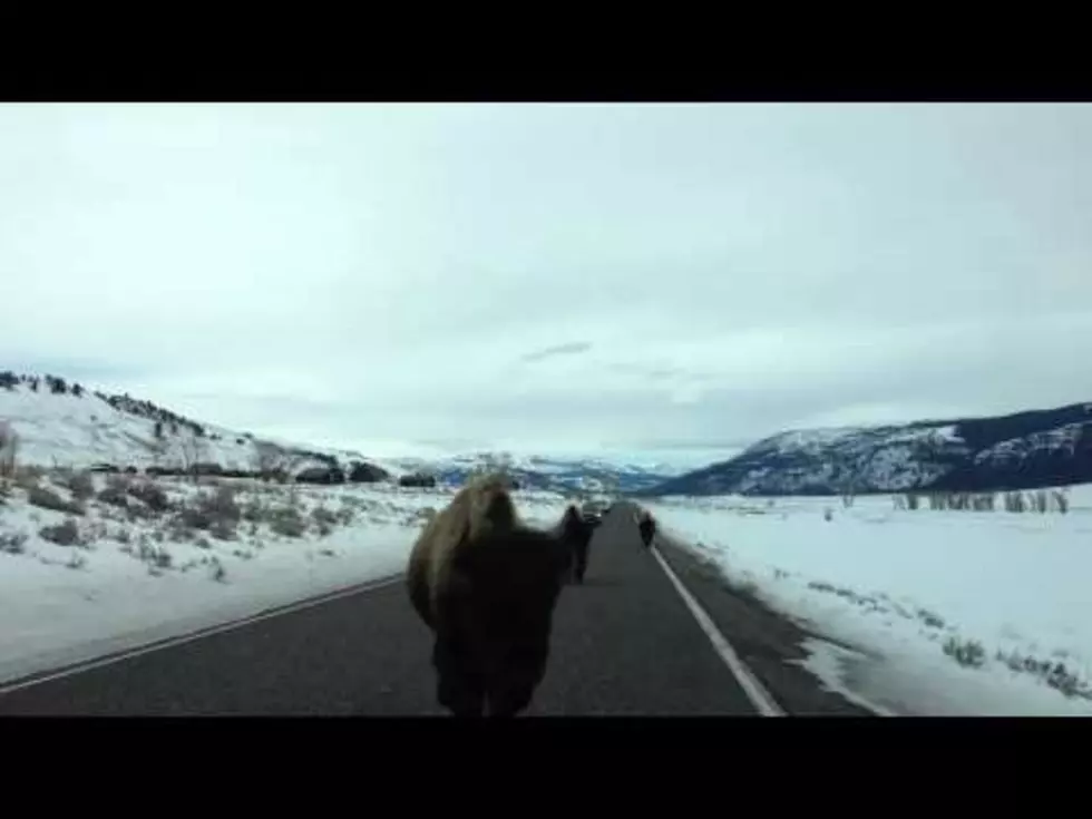 You Need To Watch This Buffalo Charge A Car