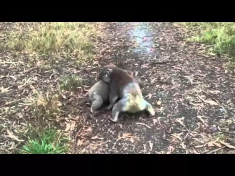 Koalas Are Surprisingly Good Wrestlers