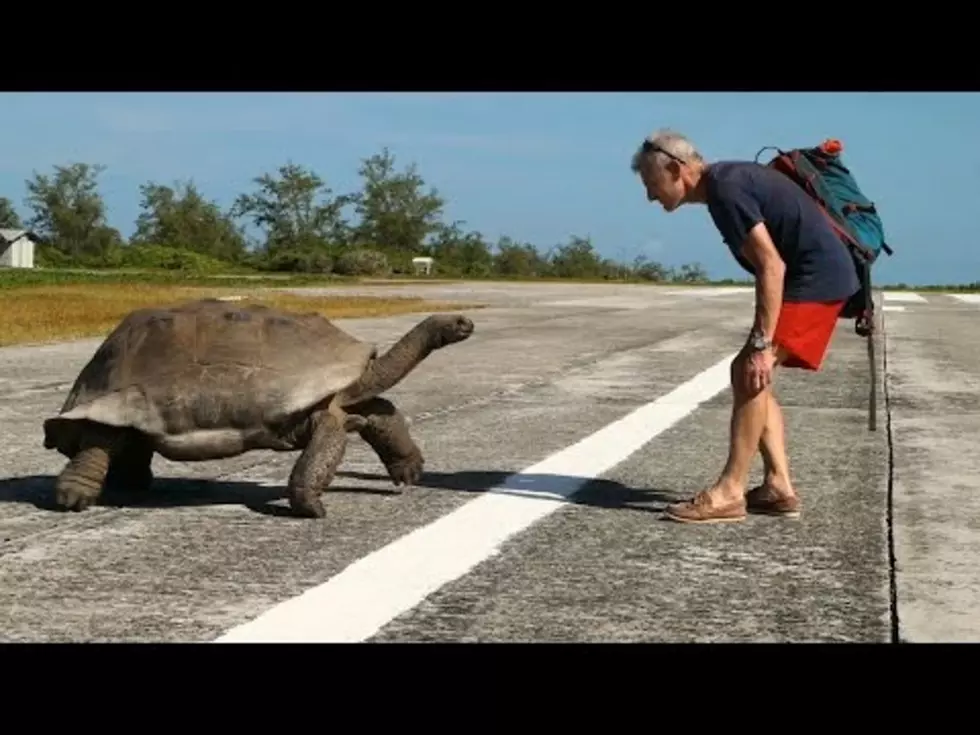 Watch A Giant Tortoise Slowly Chase A NatGeo Host