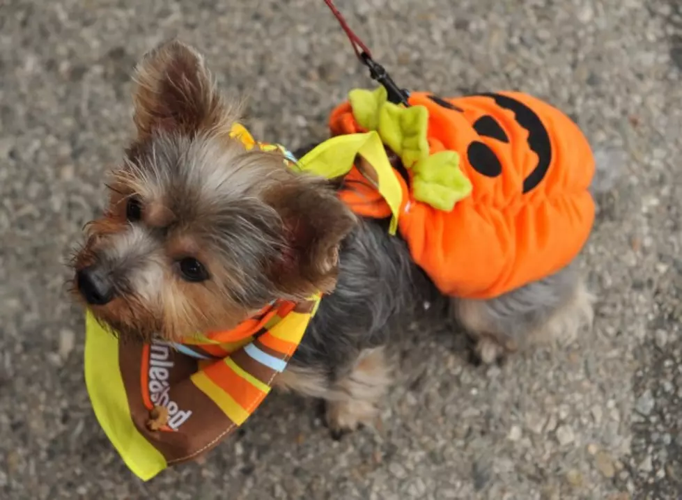 March With Your Pet In This Year&#8217;s T.R Halloween Parade!