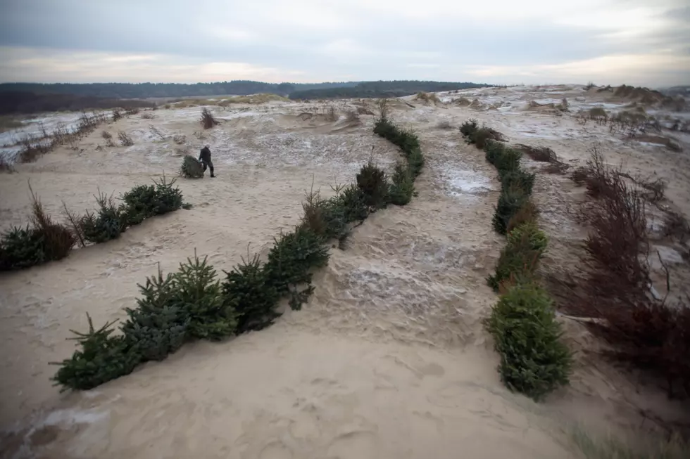 Recycle Your Christmas Tree To Help Rebuild the Ortley Dunes