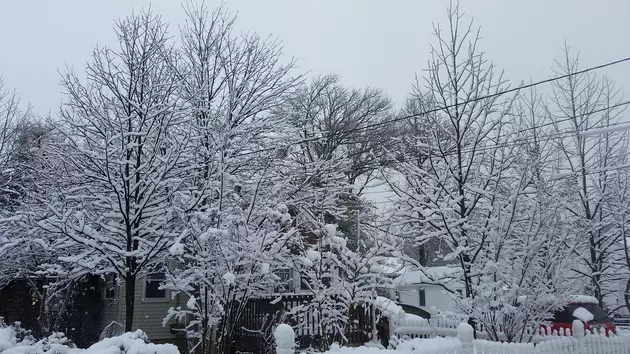 A Few Snow Pictures From This Morning