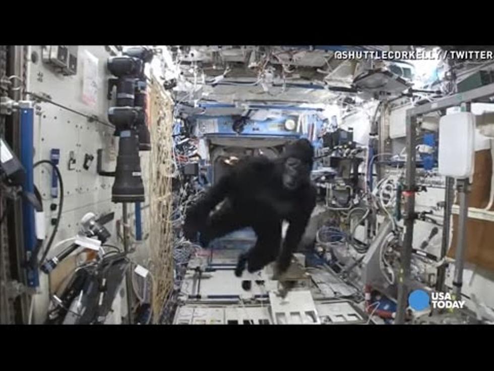 NJ Astronaut Wearing a Gorilla Suit Aboard The Space Station [VIDEO]