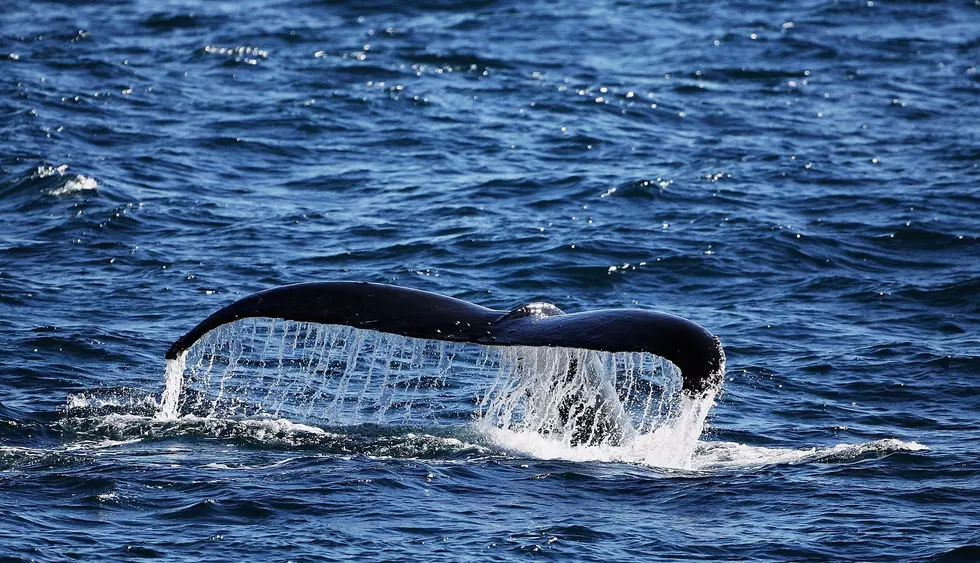 Humpback Whale Spotted Off Toms River Coast