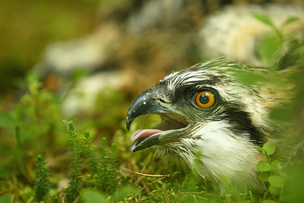 Island Beach State Park Welcomes An Osprey Chick