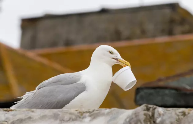 Take Out the Trash Correctly in Lavallette or get a Summons