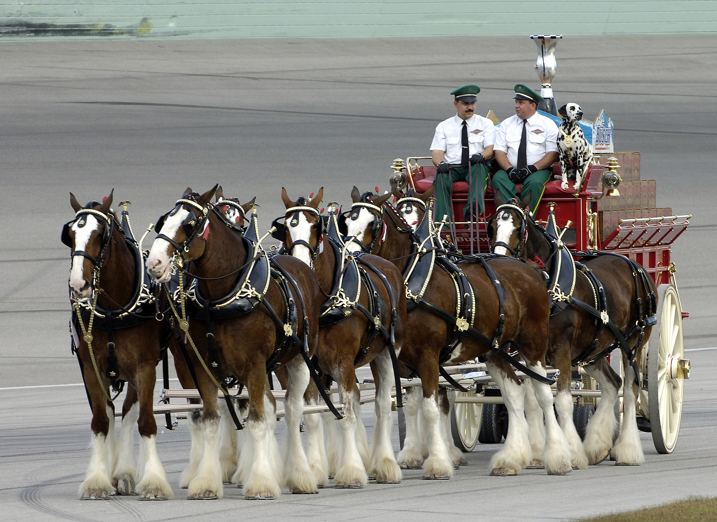 budweiser clydesdales tour