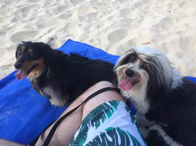 Take Your Dog on the Seaside Heights Beach this Wednesday