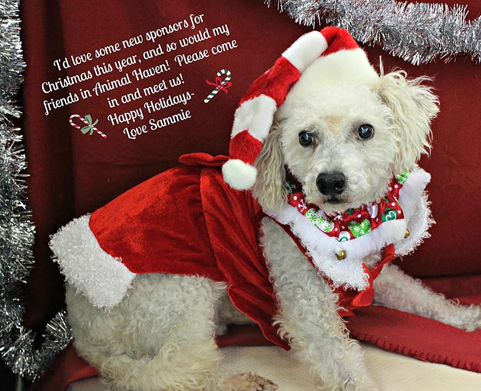 Sponsor An Animal From Popcorn Park For The Holidays