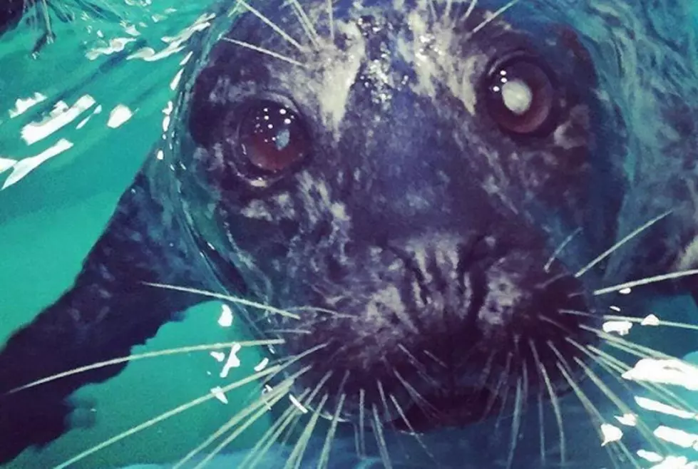 Jenkinson&#8217;s Aquarium Mourns Seaquin The Seal