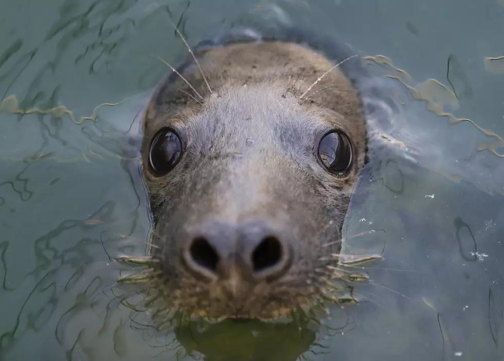 Watch Three Baby Seals Get Released At Sandy Hook