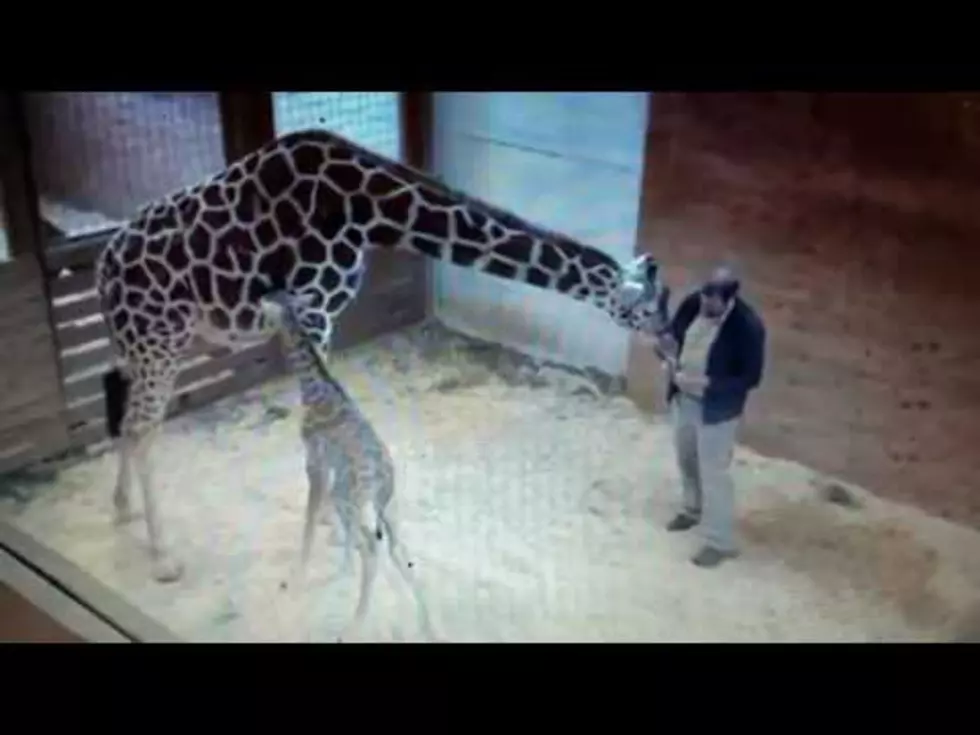 Check Out April the Giraffe Kicking Vet in The Nuts