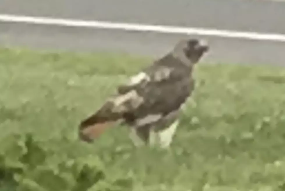 Varacchi Celebrated Memorial Day With A Literal Hawk