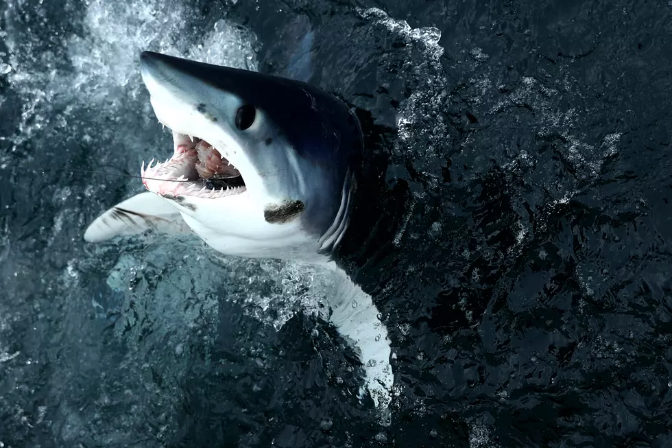 500-Pound Shark Caught Off Jersey Coast