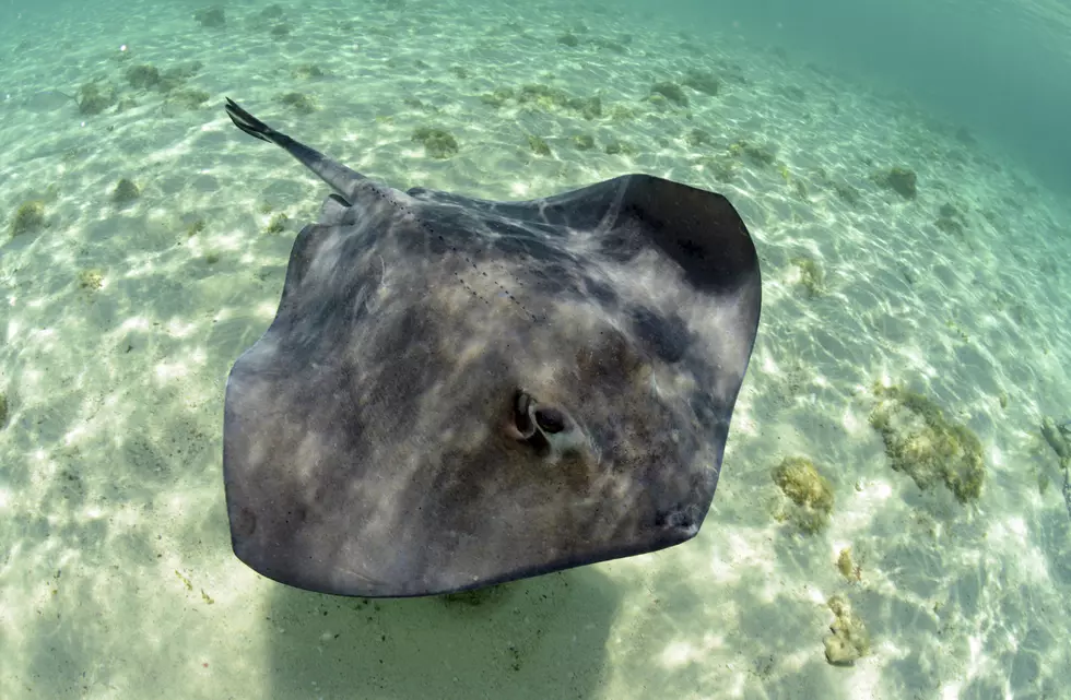 Stingrays Invade the Jersey Shore