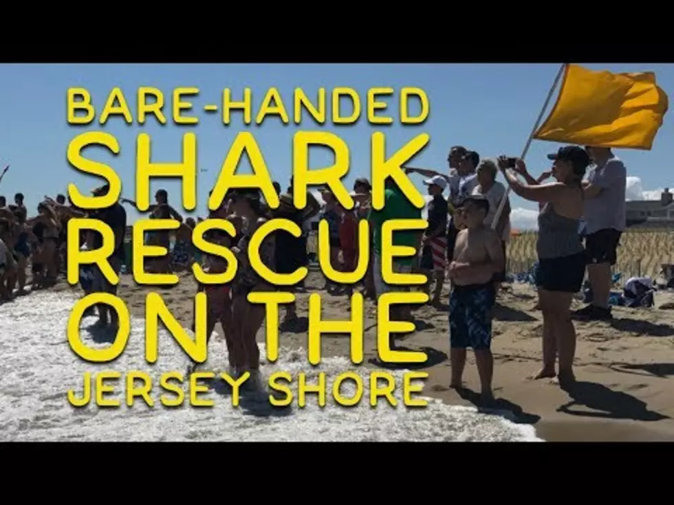 Check Out Shark Captured With Bare Hands on L.B.I Beach