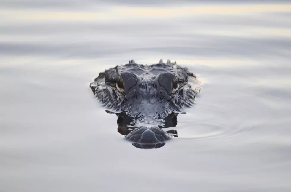 Here’s Video Of the Alligator Roaming Around South Jersey