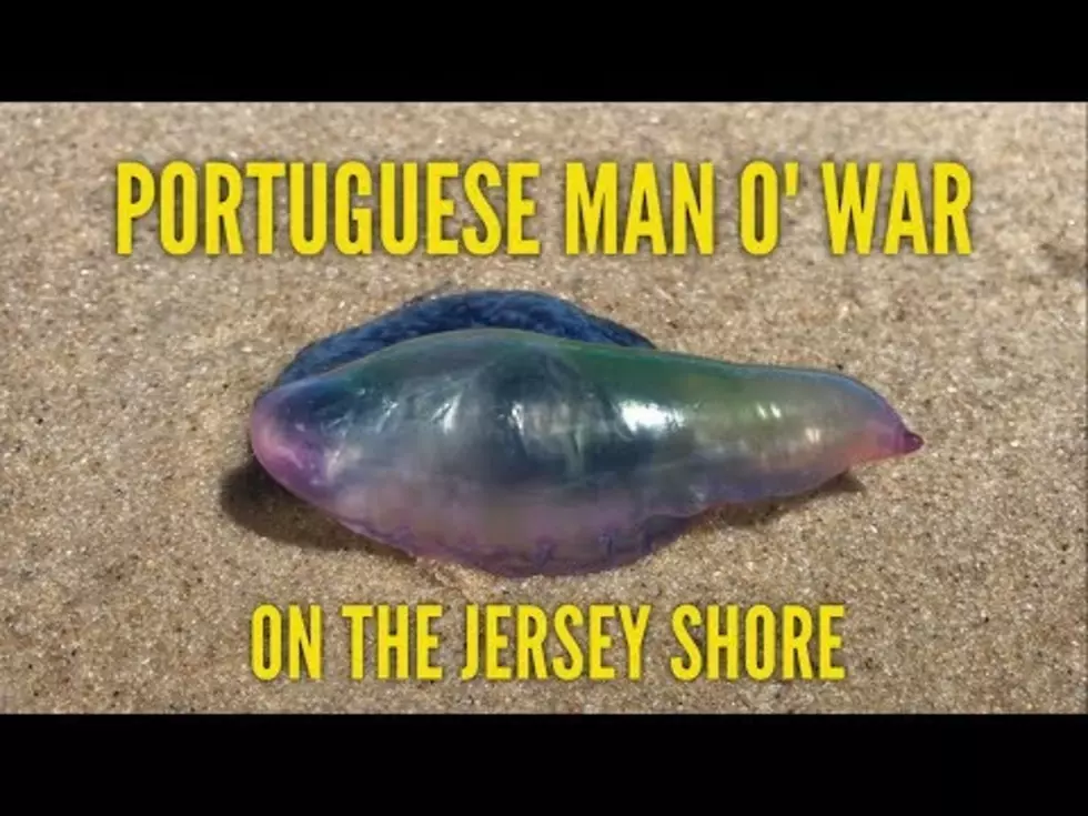 Watch Beach Haven Lifeguards Remove A Portuguese Man O’ War