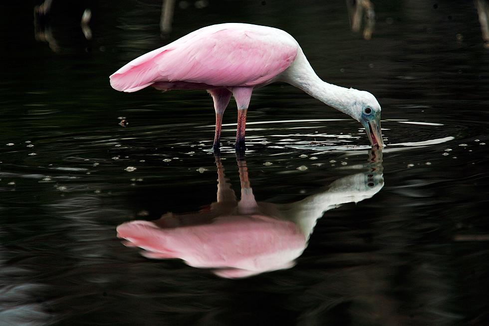 Hurricanes Send Rare Pink Birds To New Jersey
