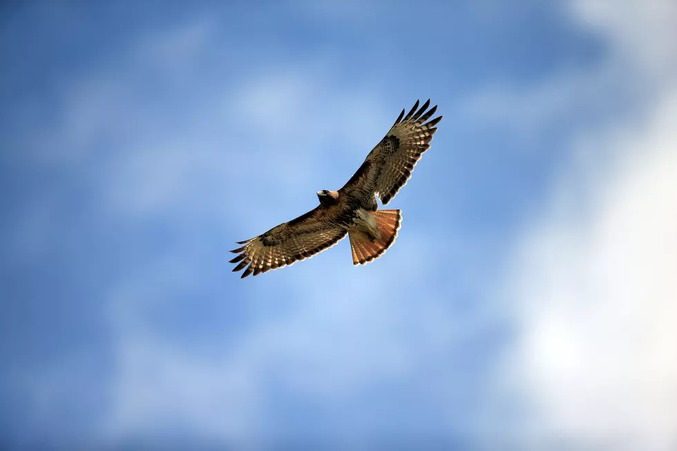 NJ Bulldog Escapes Hawk Attack