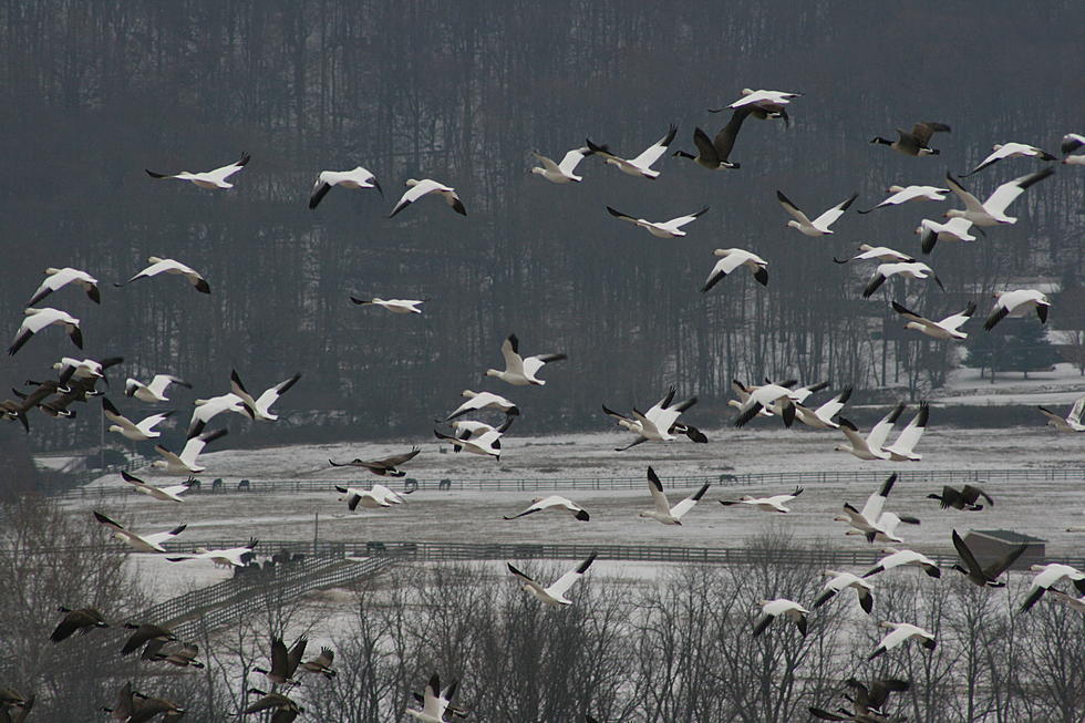 Let It Snow…Geese
