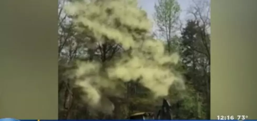 Incredible Video of Pollen Falling from Tree