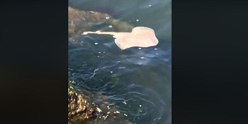 First Look: Stingray Spotted at Barnegat Lighthouse