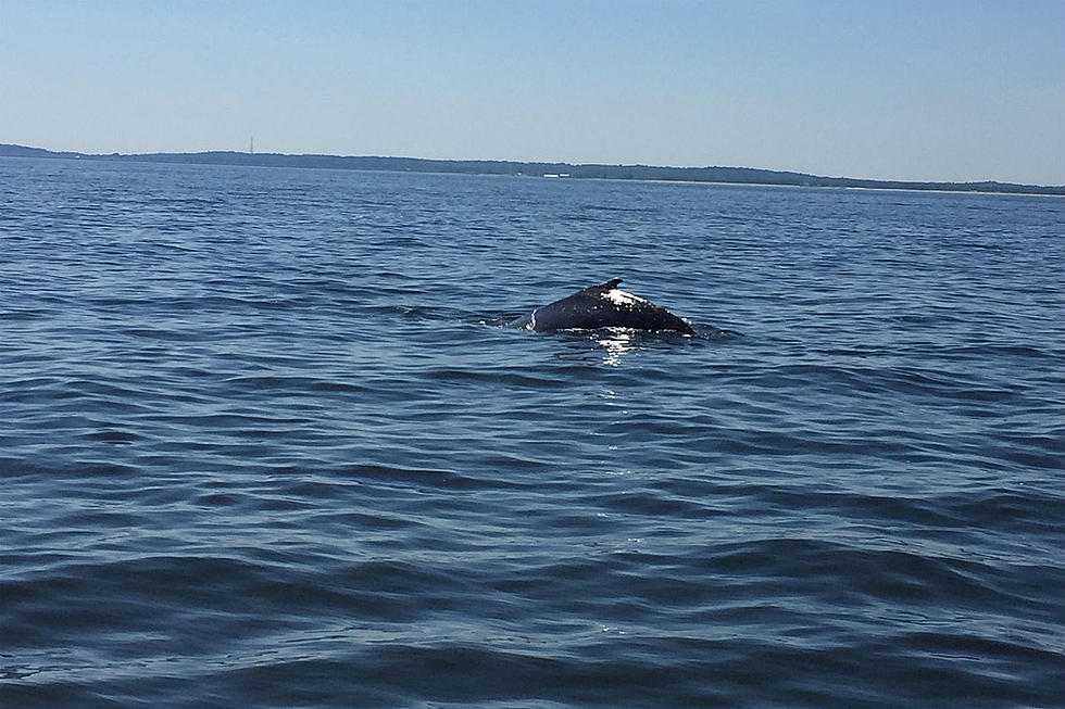 Can’t help trapped Raritan Bay whale until after holiday weekend