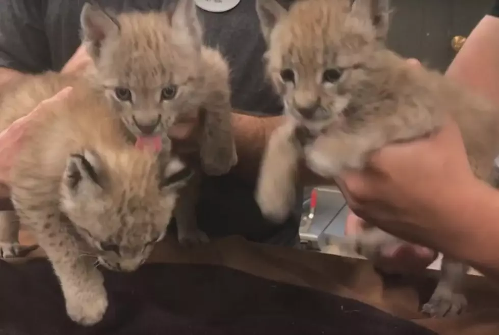Say Hello To Six Flags&#8217; Adorable New Lynx Kittens