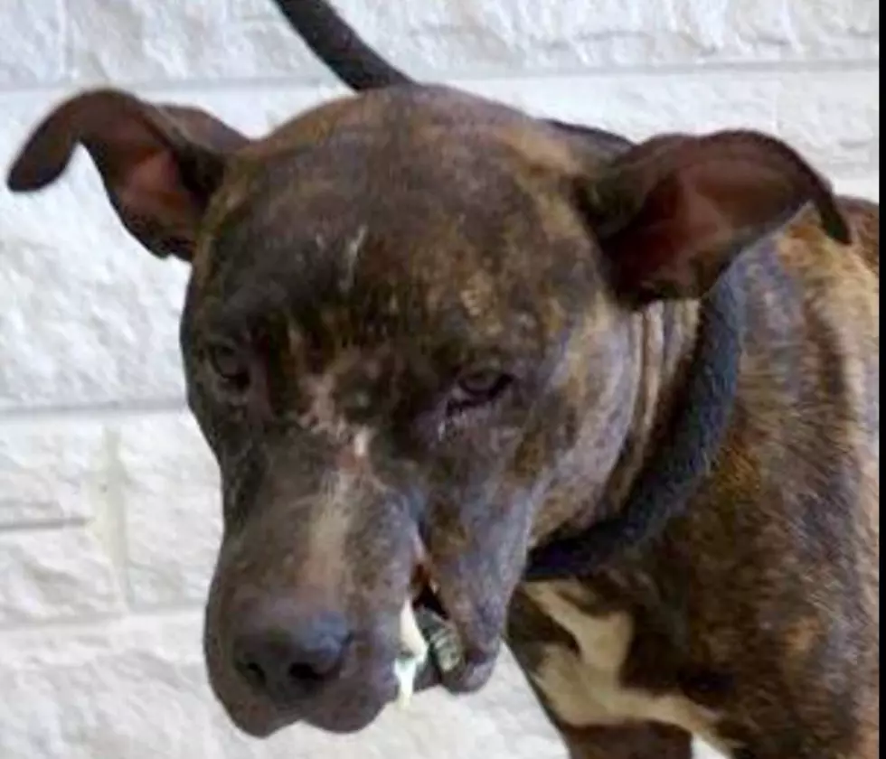 Pit Bull With Half A Face in Forked River Shelter Needs a Home