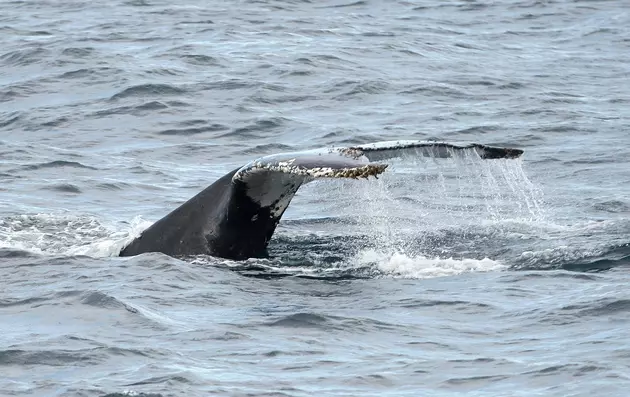 [WATCH] Another Humpback Whale Sighting on The Jersey Shore