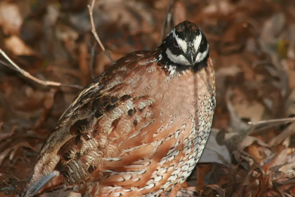 Pheasants Galore in Store