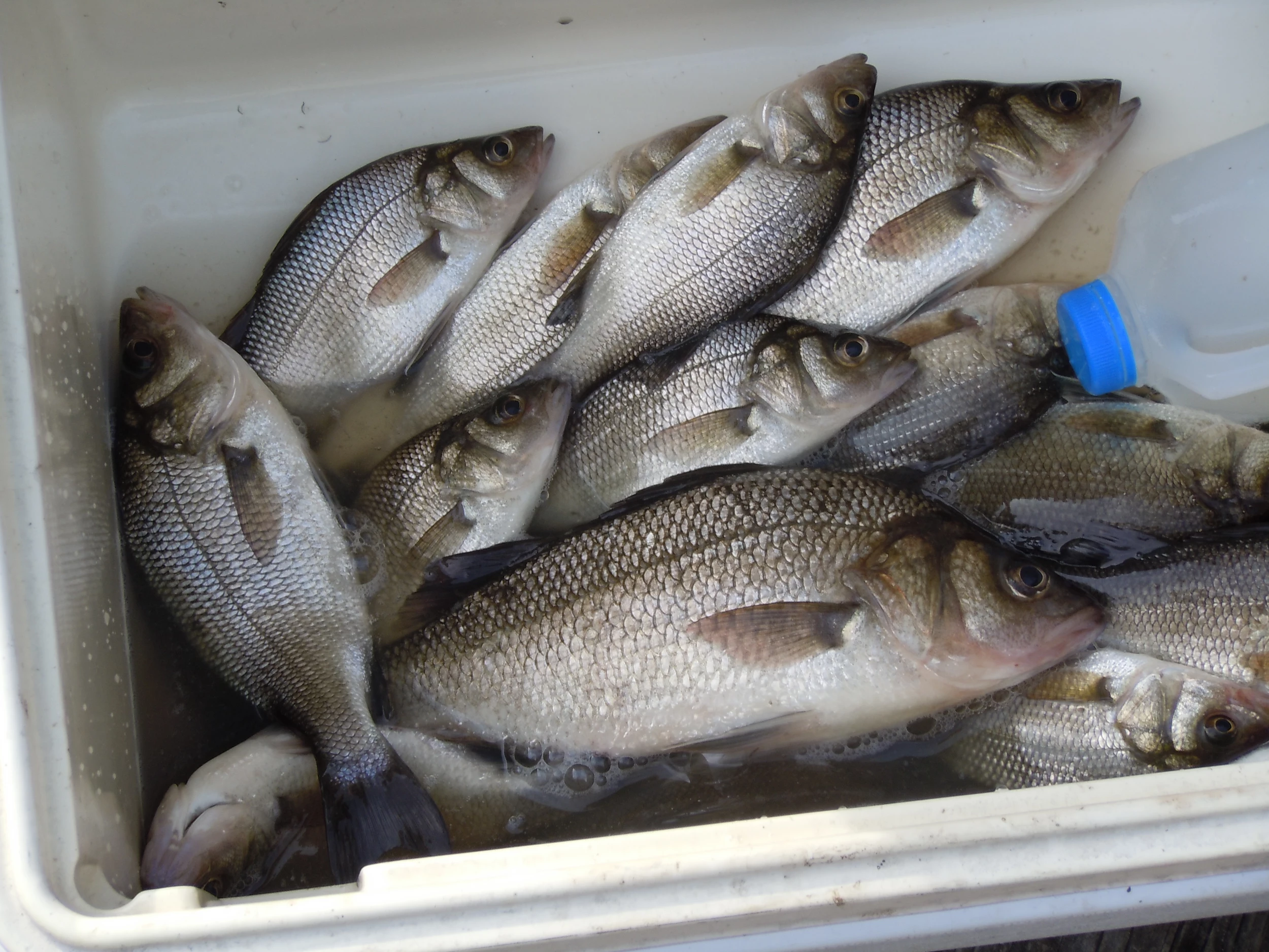 White Perch Bite Beginning