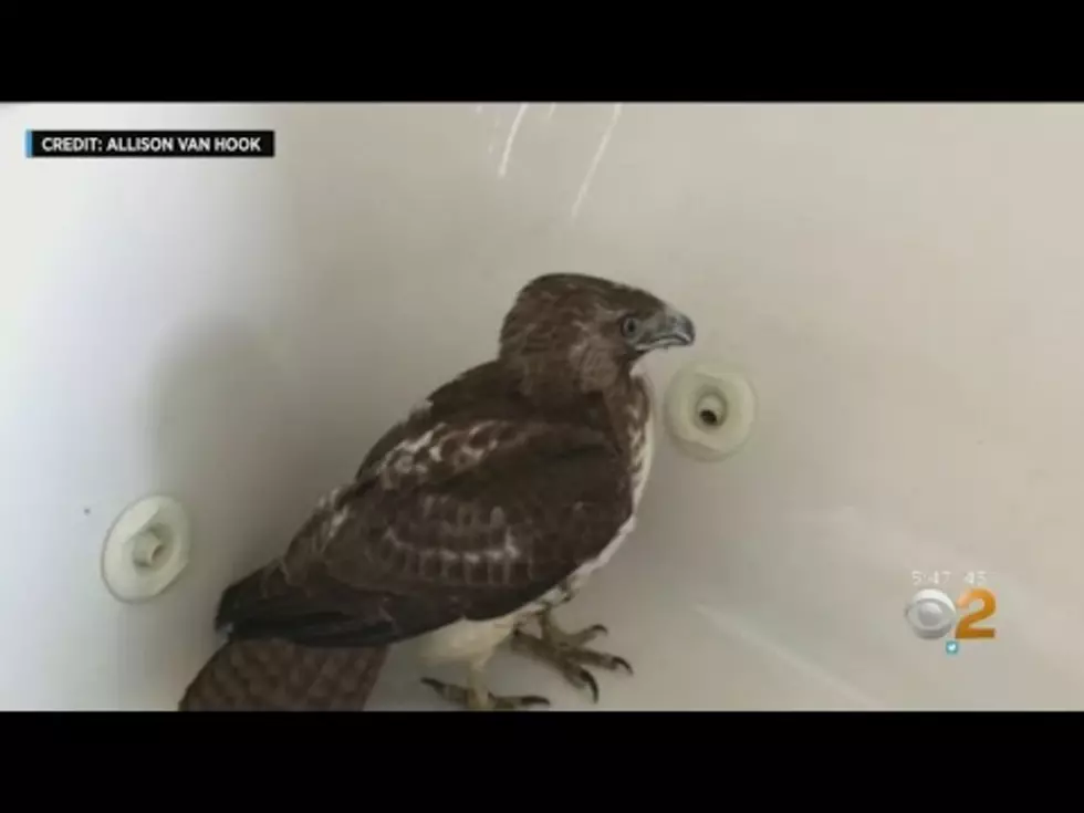 Hawk Crashes Through Bathroom Window