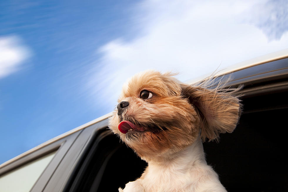 NJ Drivers Have To Buckle Up Pets Or Face A Fine
