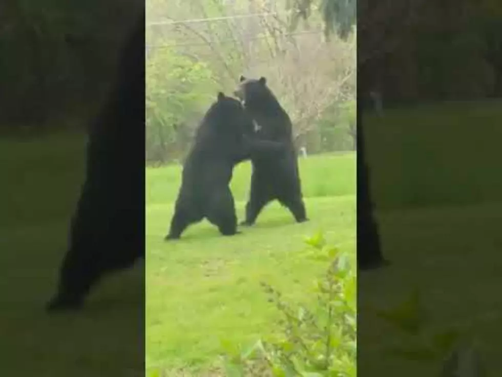 Bear Fight Caught on Tape in North Jersey
