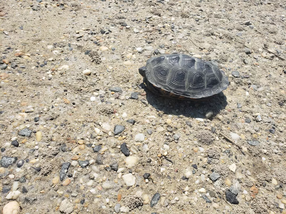 Orphaned Turtles and the Stone Harbor Kids Who Set Them Free