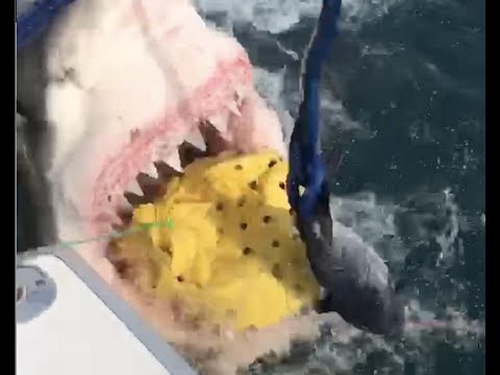 Check Out Toms River Fishermen Encounter with Great White Shark