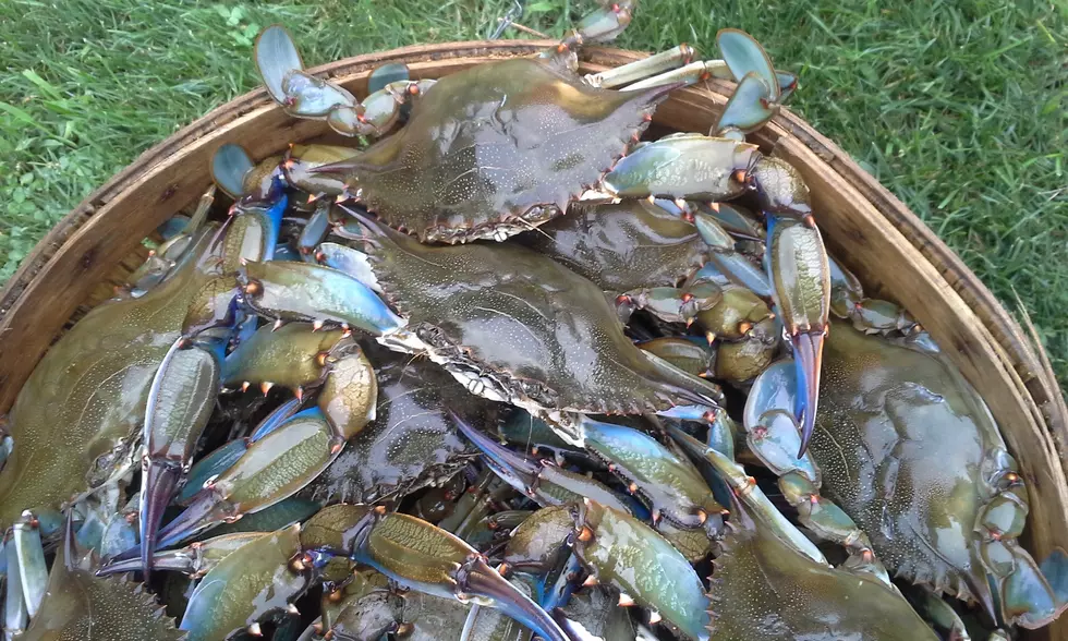 Get Your Crab On At The Jersey Shore