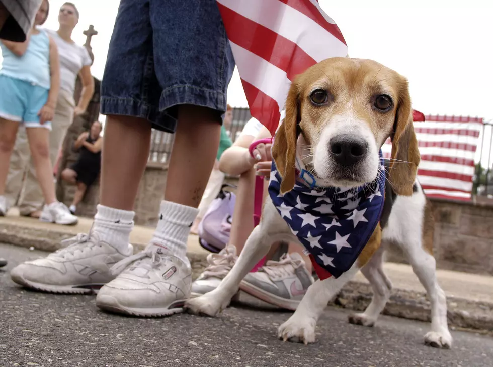 Your Pet's Guide to New Jersey Fireworks