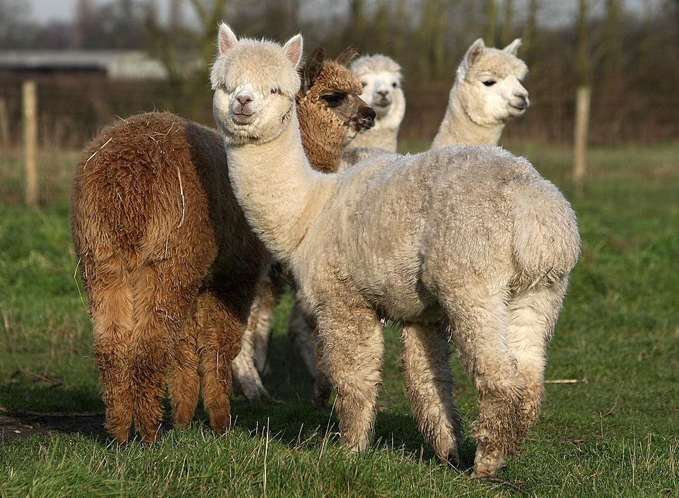 Take A Virtual Tour Of An Alpaca Farm In NJ