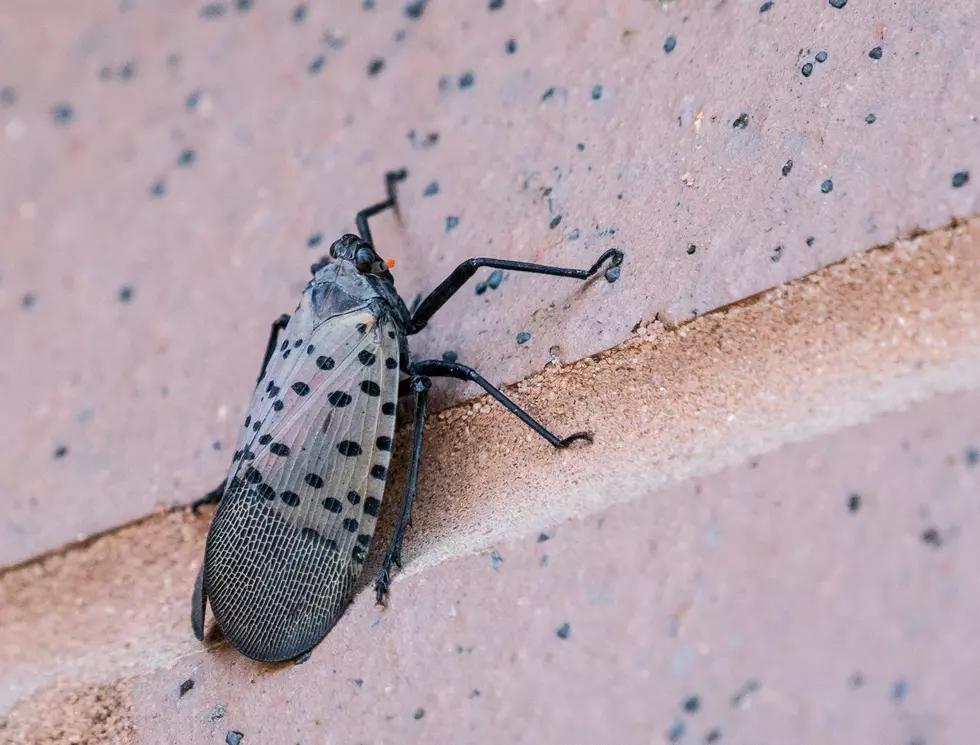 Christmas Trees In NJ Could Be Infested With Spotted Lanternflies