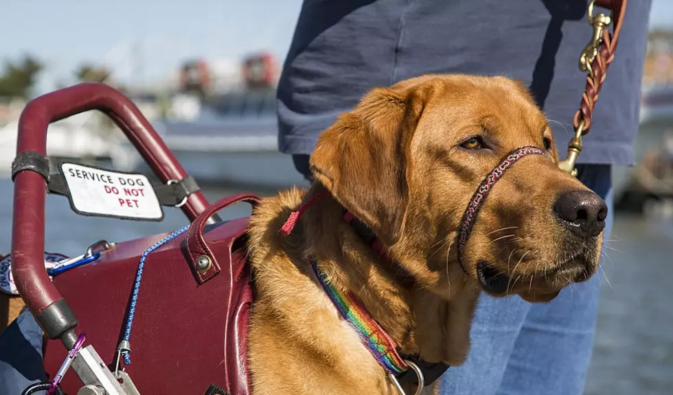 New Jersey Names A New State Dog